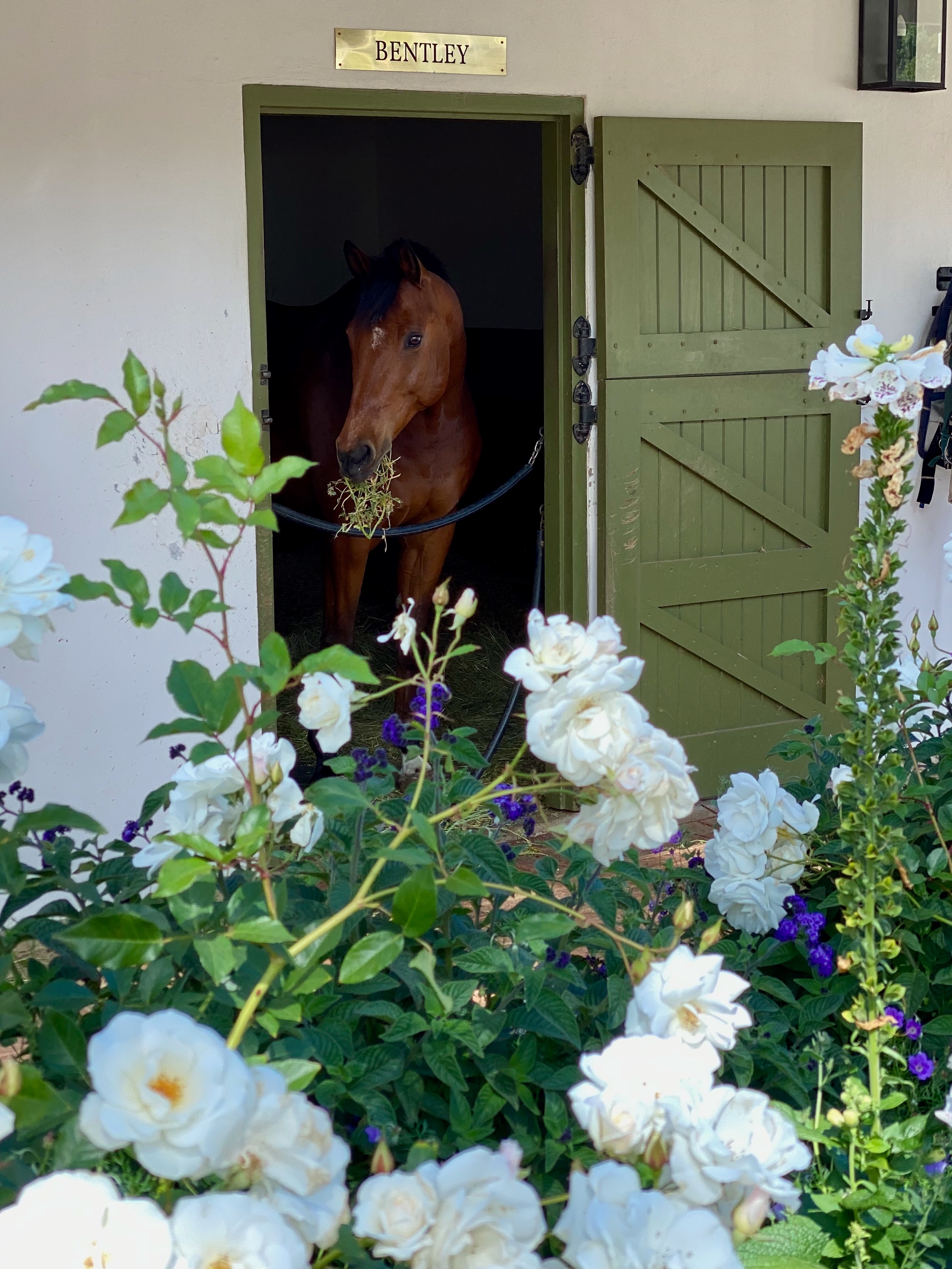 Large comfortable stall with horse named Bentley and beautiful landscaping