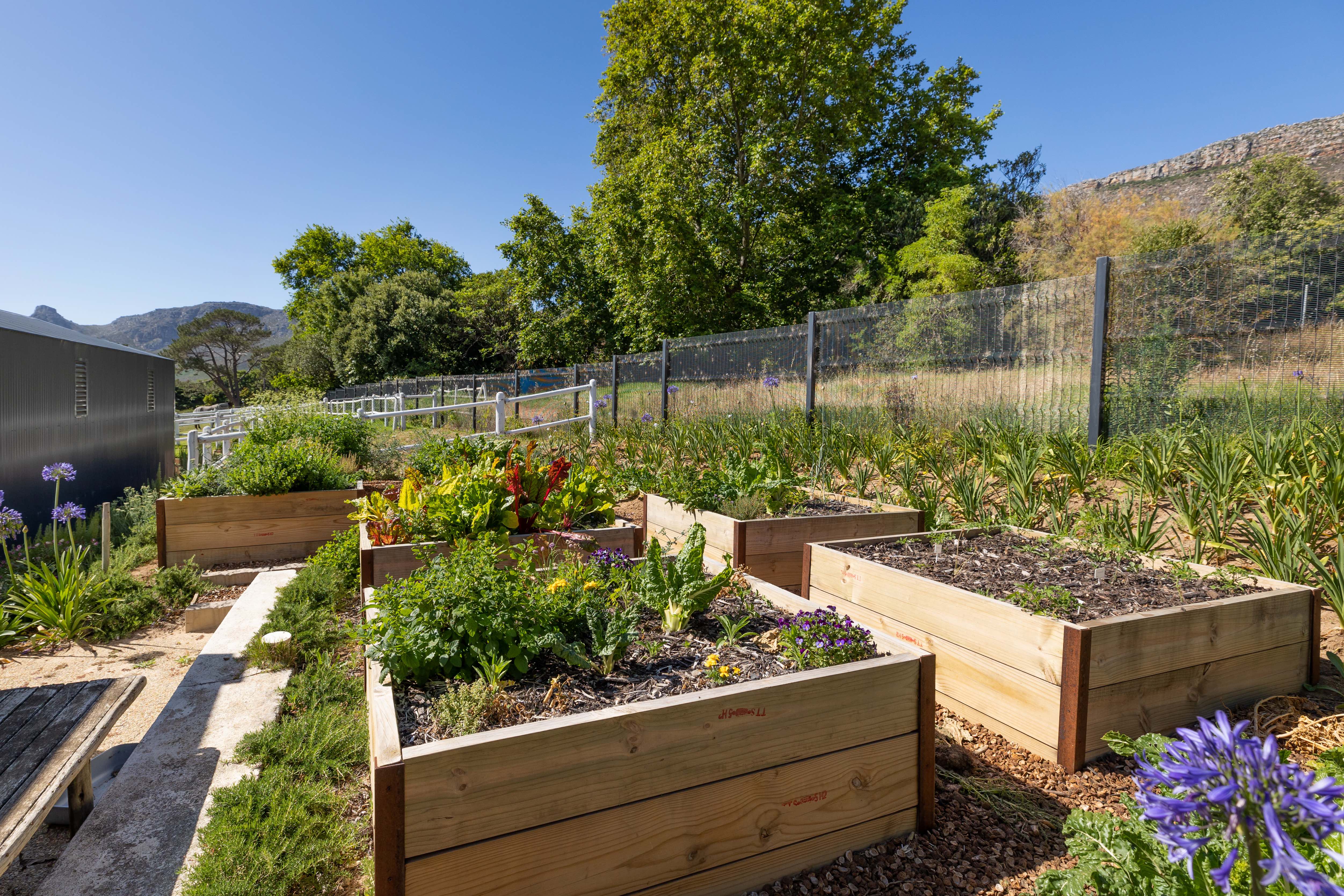 Vegetable garden with raised beds and mountain views
