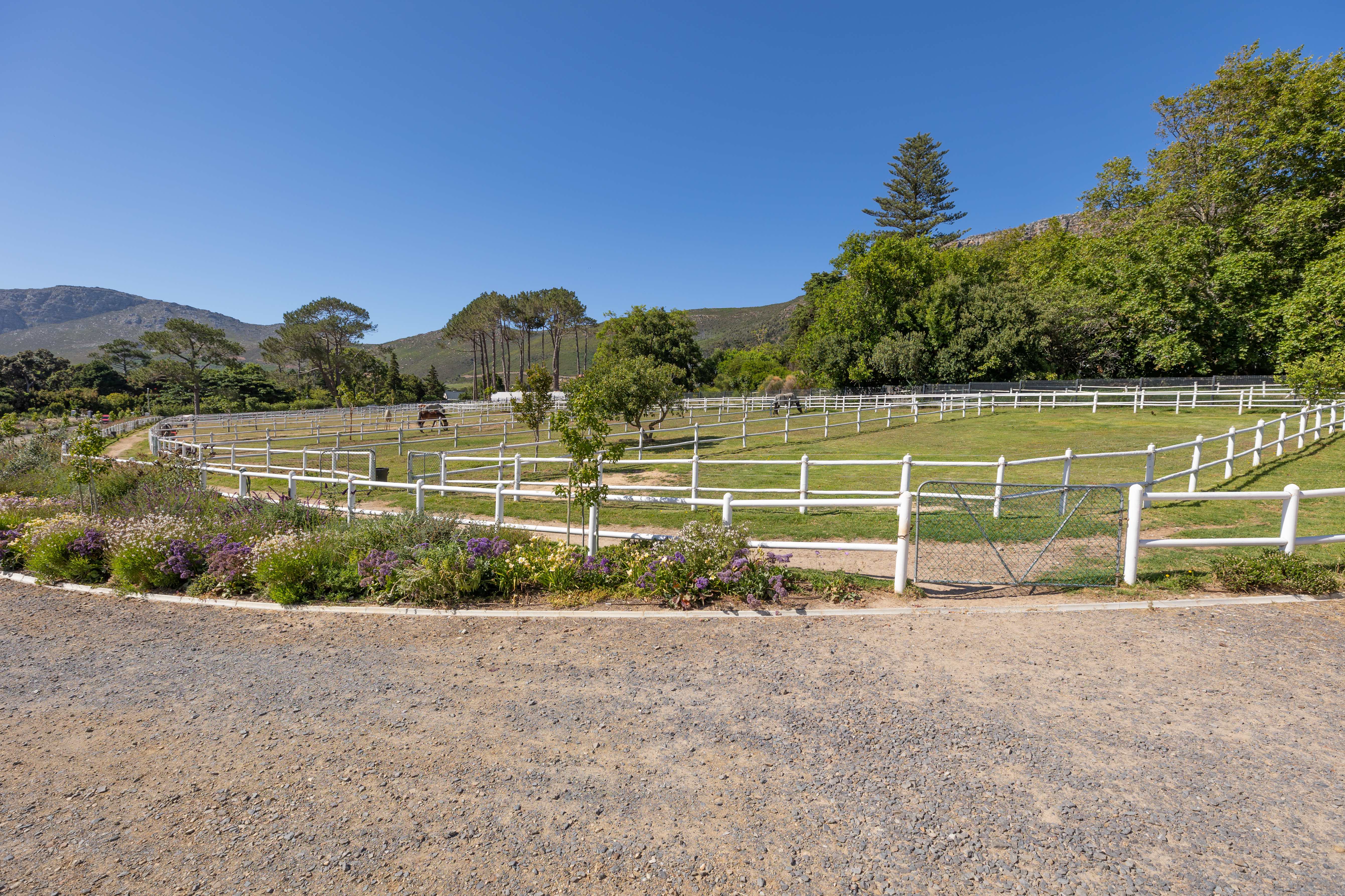 Spacious paddocks with white fencing and grazing horses
