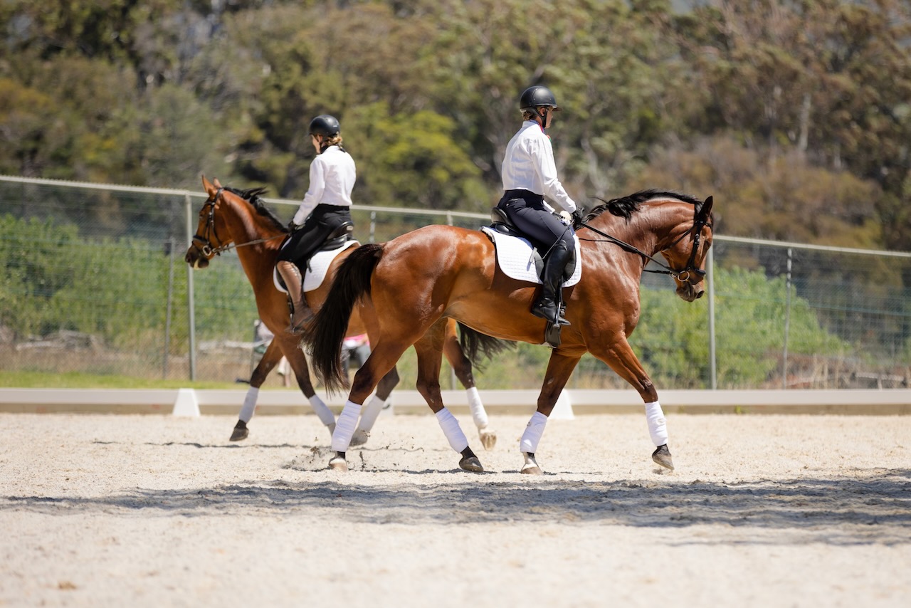 Two riders on bay horses training in the arena
