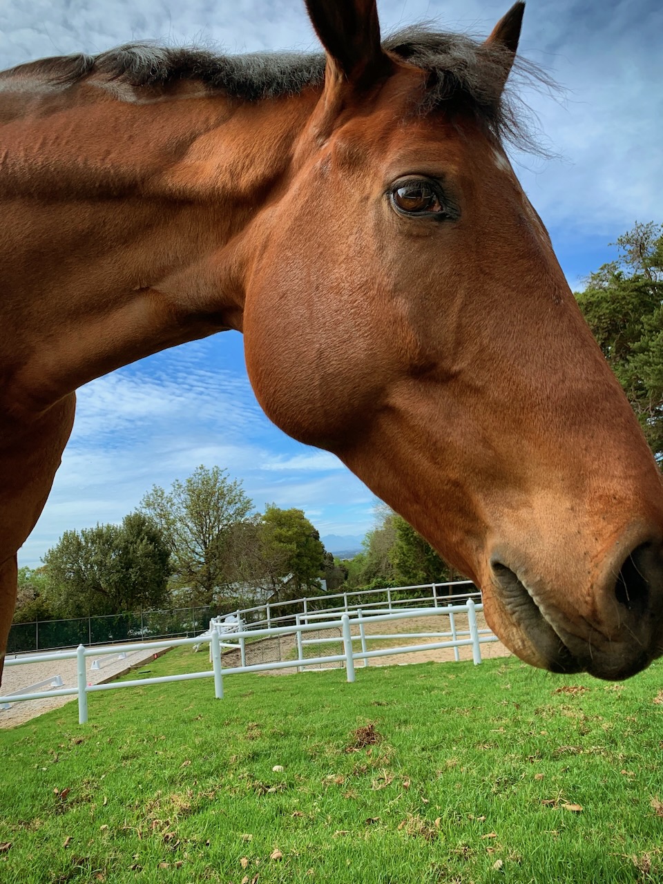 Close-up of chestnut horse with white fencing and stables in background