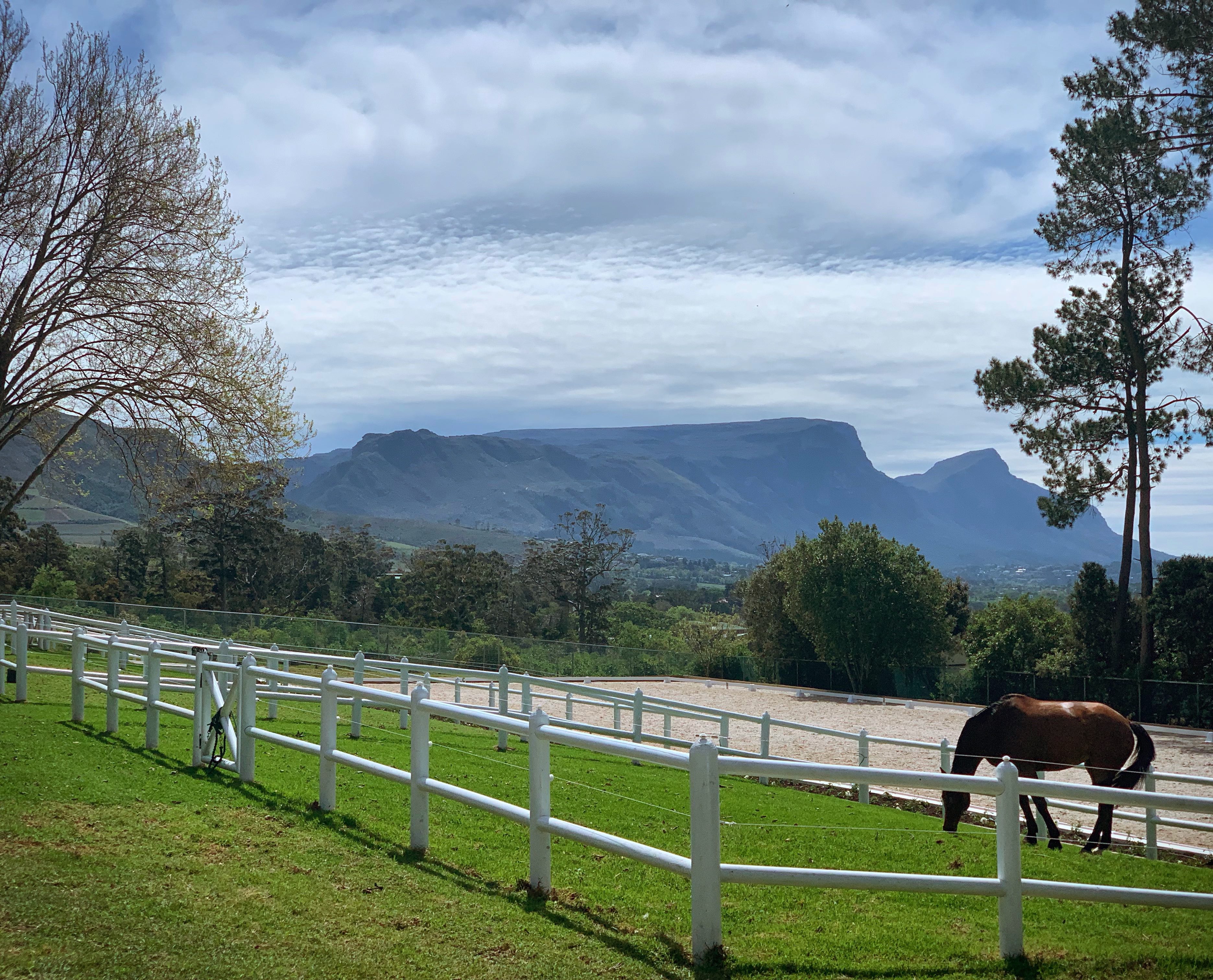 Spacious grass paddocks with horses grazing and mountain views
